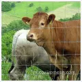 Premium veehouderij veld grasland hek